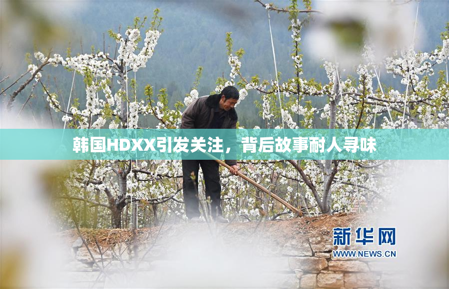 韩国HDXX引发关注，背后故事耐人寻味