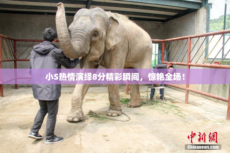 小S热情演绎8分精彩瞬间，惊艳全场！