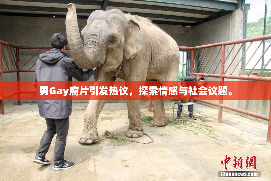 男Gay腐片引发热议，探索情感与社会议题。