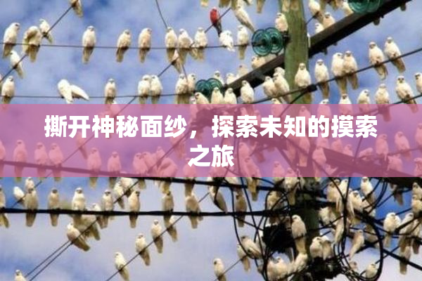 撕开神秘面纱，探索未知的摸索之旅