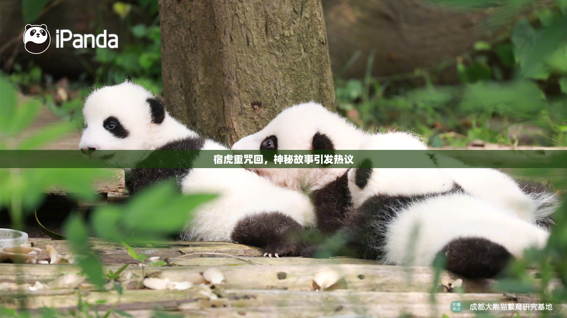 宿虎重咒回，神秘故事引发热议