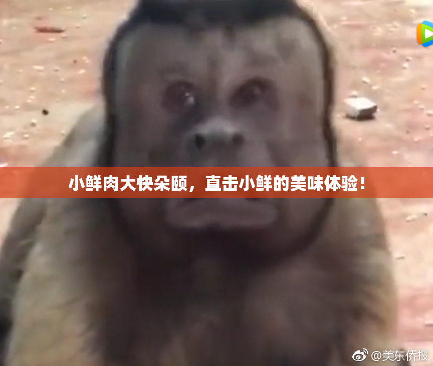 小鲜肉大快朵颐，直击小鲜的美味体验！