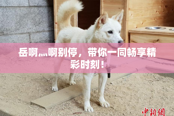 岳啊灬啊别停，带你一同畅享精彩时刻！