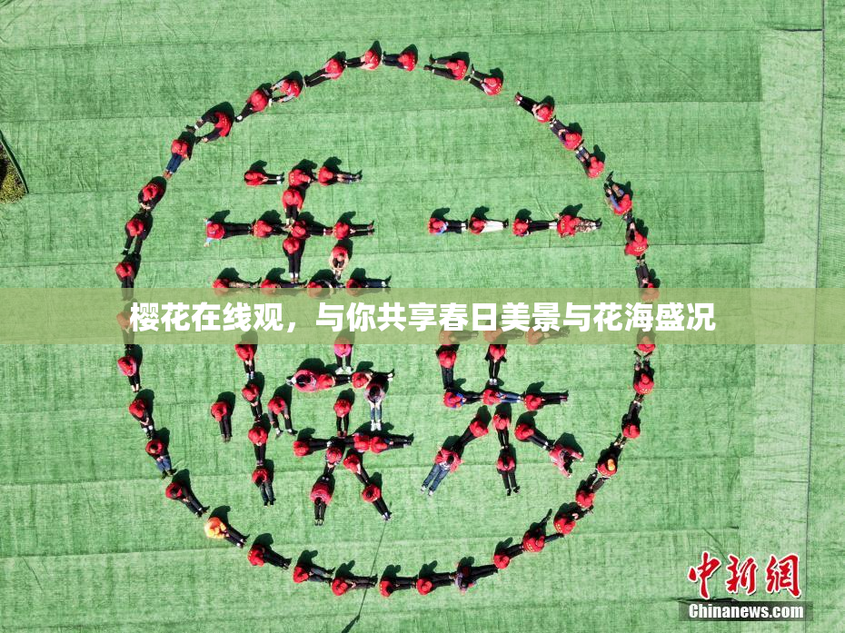 樱花在线观，与你共享春日美景与花海盛况