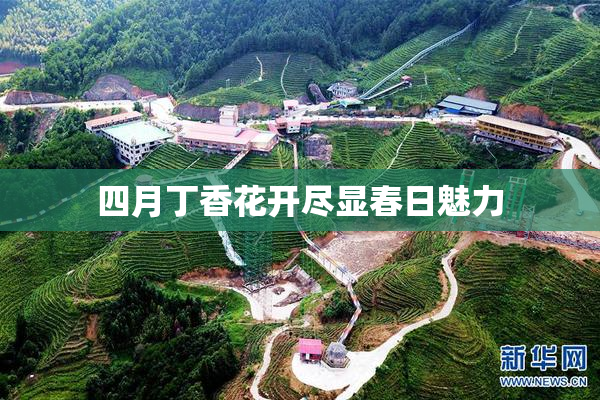 四月丁香花开尽显春日魅力