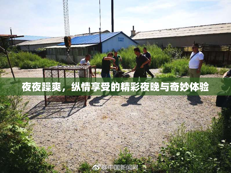 夜夜躁爽，纵情享受的精彩夜晚与奇妙体验