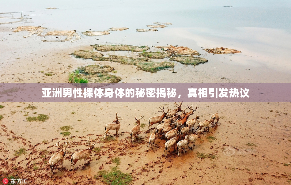 亚洲男性裸体身体的秘密揭秘，真相引发热议