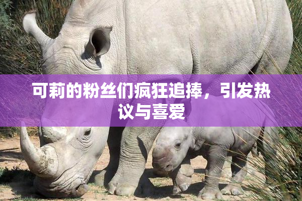 可莉的粉丝们疯狂追捧，引发热议与喜爱