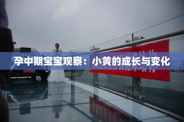 孕中期宝宝观察：小黄的成长与变化