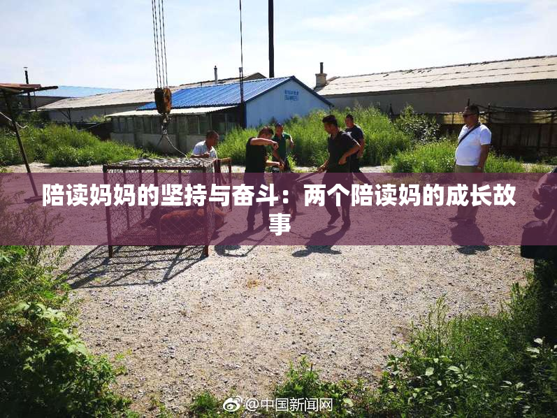 陪读妈妈的坚持与奋斗：两个陪读妈的成长故事