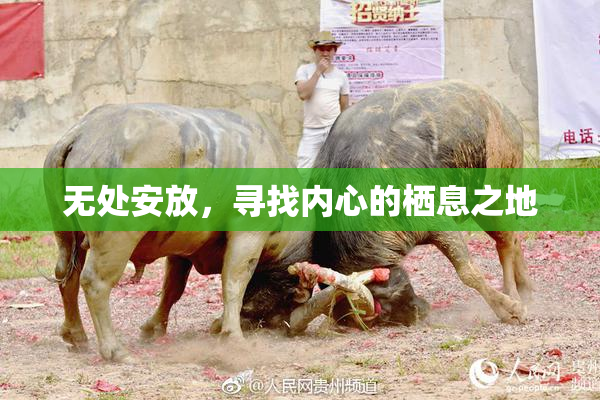 无处安放，寻找内心的栖息之地