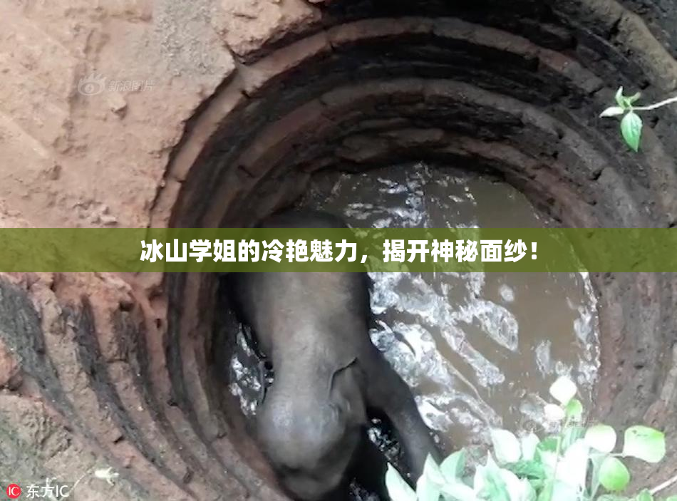 冰山学姐的冷艳魅力，揭开神秘面纱！