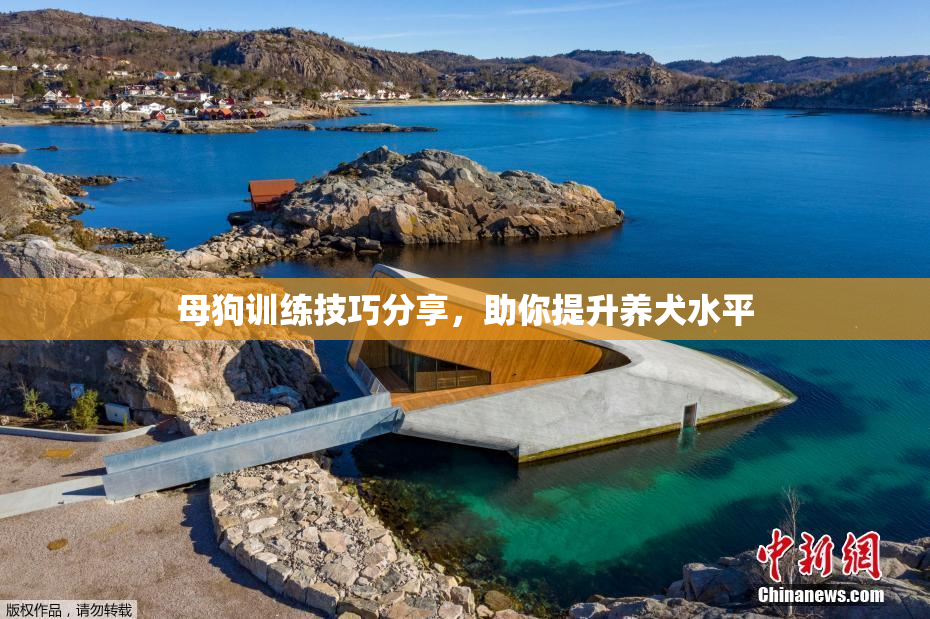 母狗训练技巧分享，助你提升养犬水平