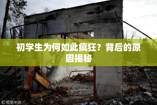 初学生为何如此疯狂？背后的原因揭秘