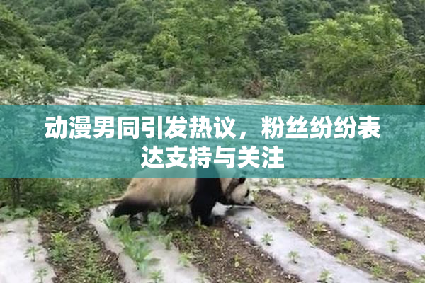 动漫男同引发热议，粉丝纷纷表达支持与关注