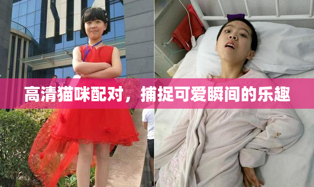 高清猫咪配对，捕捉可爱瞬间的乐趣