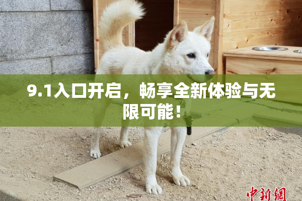 9.1入口开启，畅享全新体验与无限可能！