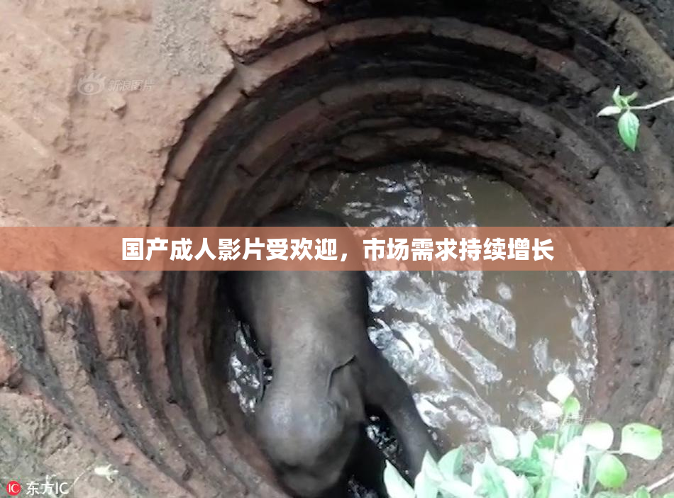 国产成人影片受欢迎，市场需求持续增长