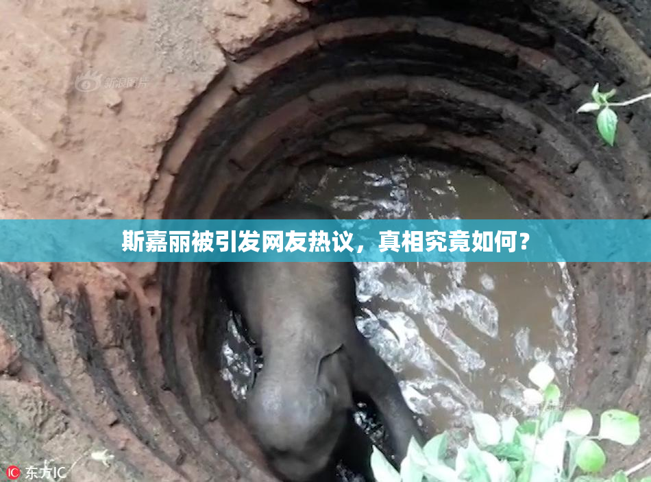 斯嘉丽被引发网友热议，真相究竟如何？
