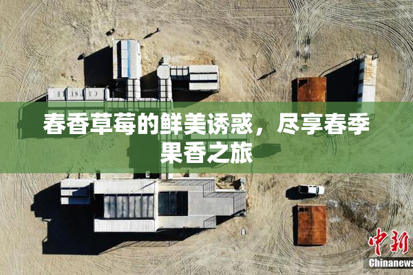 春香草莓的鲜美诱惑，尽享春季果香之旅