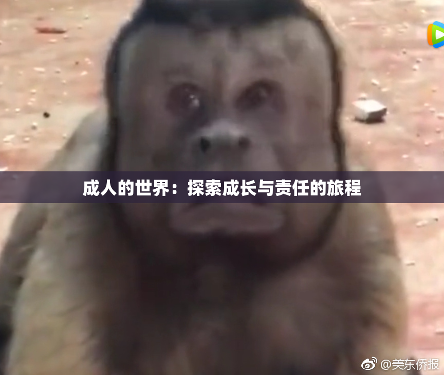成人的世界：探索成长与责任的旅程