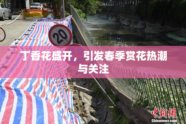 丁香花盛开，引发春季赏花热潮与关注