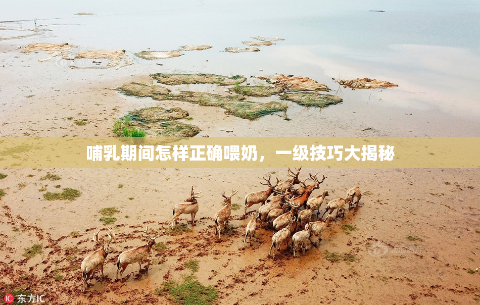 哺乳期间怎样正确喂奶，一级技巧大揭秘
