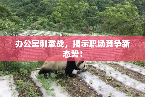 办公室刺激战，揭示职场竞争新态势！