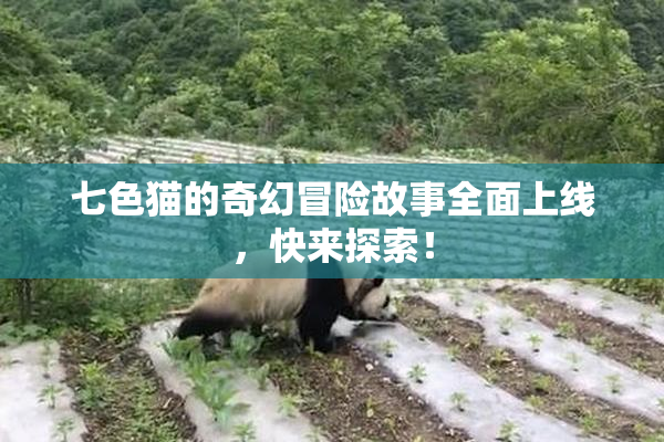 七色猫的奇幻冒险故事全面上线，快来探索！
