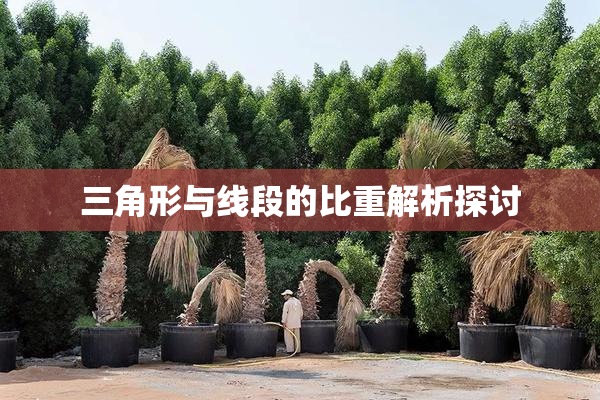 三角形与线段的比重解析探讨