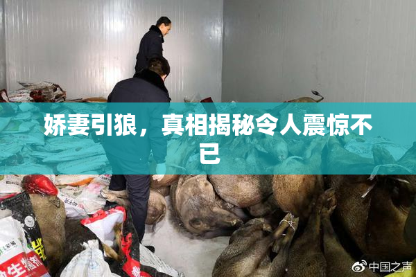 娇妻引狼，真相揭秘令人震惊不已