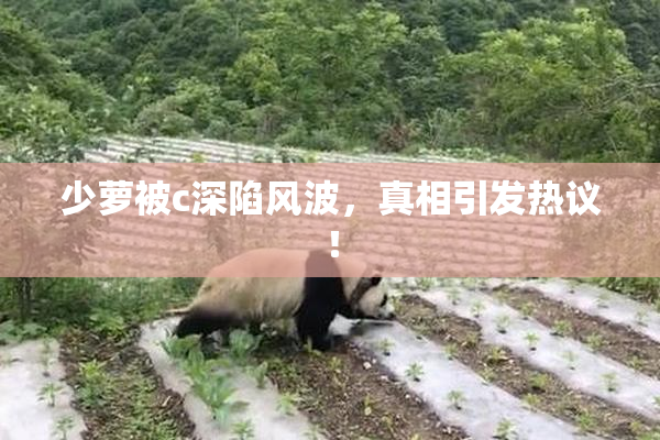 少萝被c深陷风波，真相引发热议！