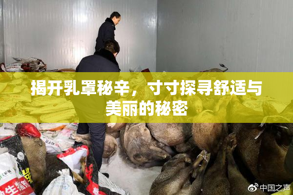 揭开乳罩秘辛，寸寸探寻舒适与美丽的秘密
