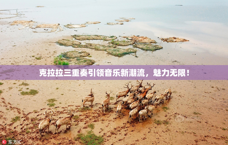 克拉拉三重奏引领音乐新潮流，魅力无限！