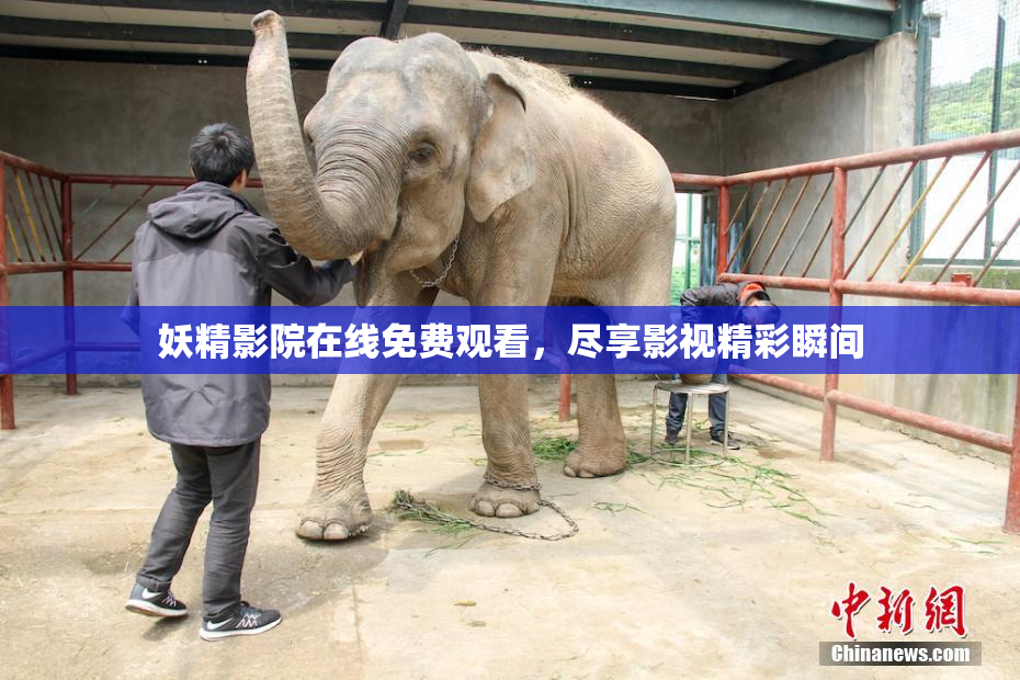 妖精影院在线免费观看，尽享影视精彩瞬间