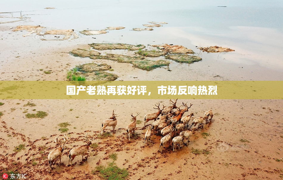 国产老熟再获好评，市场反响热烈