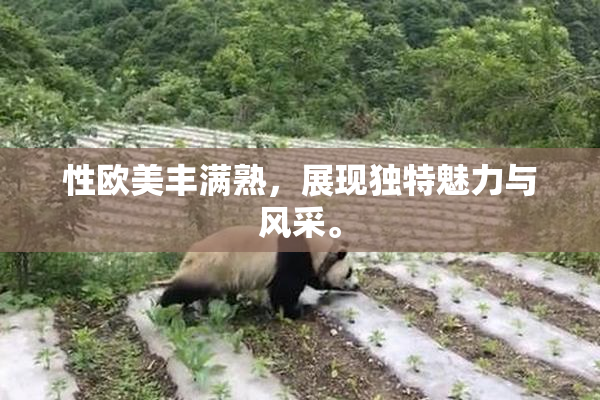 性欧美丰满熟，展现独特魅力与风采。