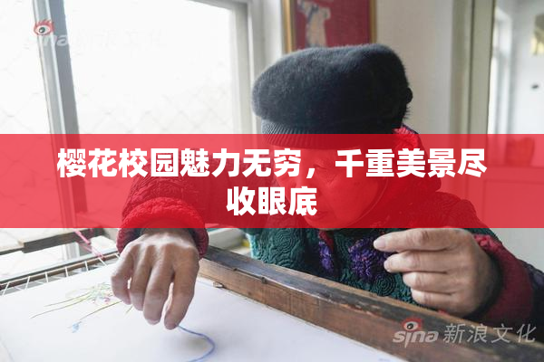 樱花校园魅力无穷，千重美景尽收眼底
