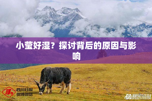 小莹好湿？探讨背后的原因与影响