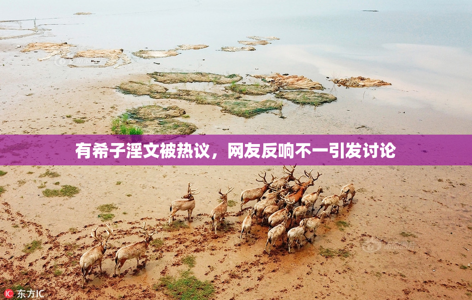 有希子淫文被热议，网友反响不一引发讨论