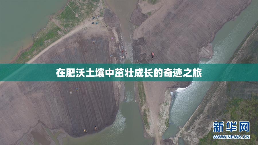 在肥沃土壤中茁壮成长的奇迹之旅