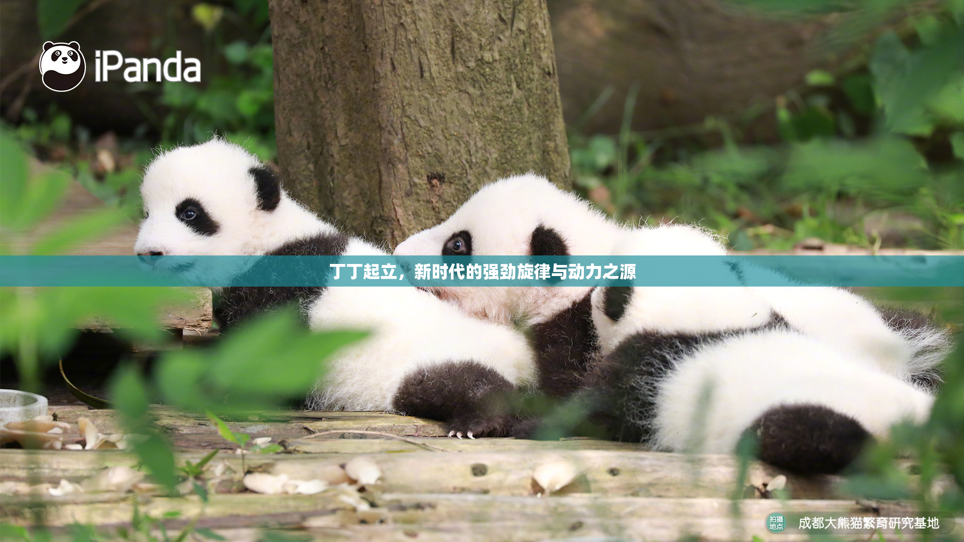 丁丁起立，新时代的强劲旋律与动力之源