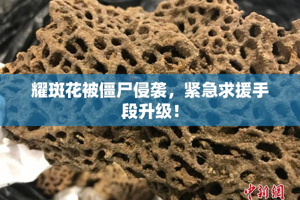 耀斑花被僵尸侵袭，紧急求援手段升级！