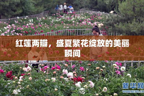 红莲两瓣，盛夏繁花绽放的美丽瞬间