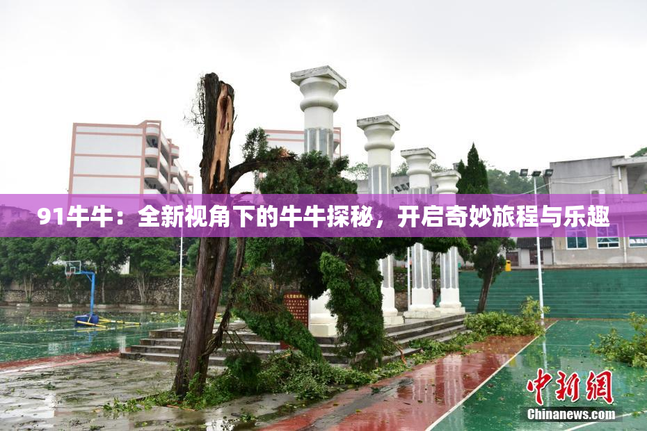 91牛牛：全新视角下的牛牛探秘，开启奇妙旅程与乐趣