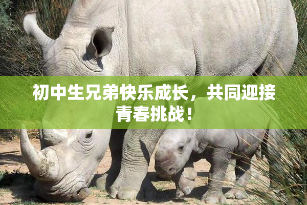 初中生兄弟快乐成长，共同迎接青春挑战！