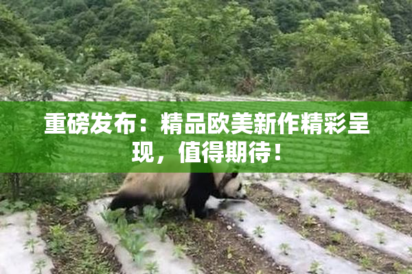 重磅发布：精品欧美新作精彩呈现，值得期待！