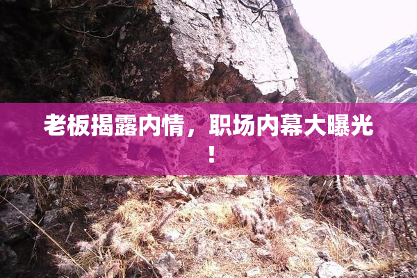 老板揭露内情，职场内幕大曝光！