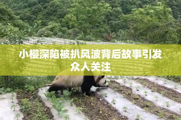 小樱深陷被扒风波背后故事引发众人关注