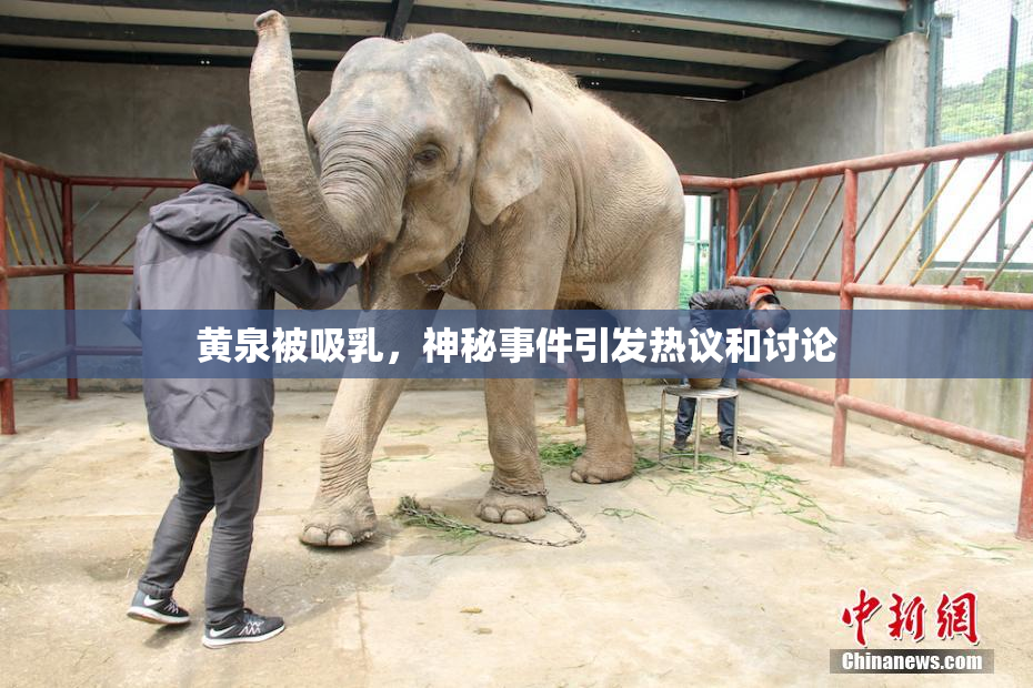 黄泉被吸乳，神秘事件引发热议和讨论